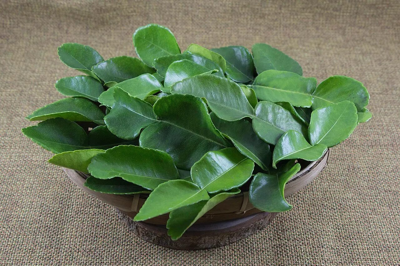 Daun Jeruk