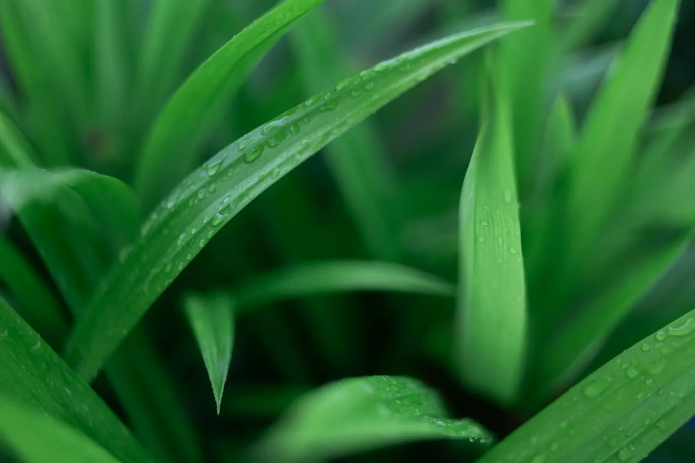Daun Pandan