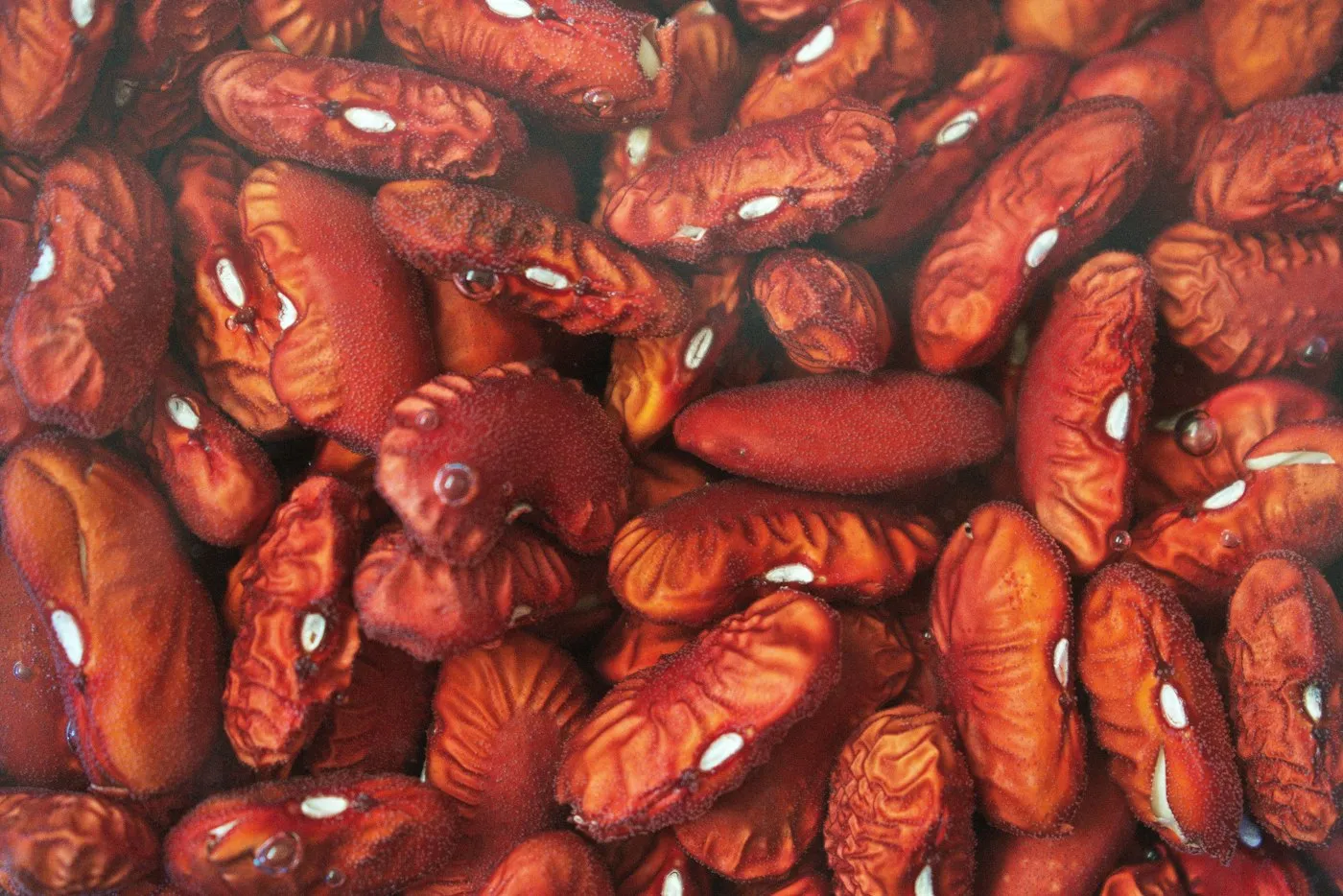 Kacang Merah